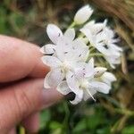 Allium amplectens Fiore