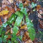 Asplenium scolopendrium Лист