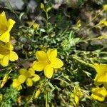 Linum tauricum Flower