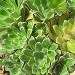 Saxifraga mutata List