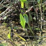 Alisma lanceolatum Hoja