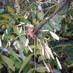 Fraxinus nigra Fruit