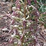 Himantoglossum hircinum Fiore