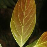 Nectandra membranacea Feuille