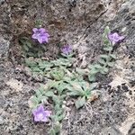 Campanula mollis Flower