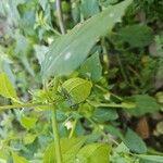 Physalis angulataBlad