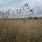 Phragmites australis Folha