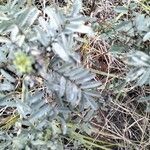 Indigofera arrecta Leaf