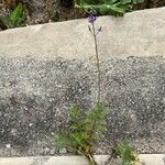 Lavandula canariensis عادت داشتن