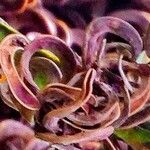 Acacia mangium Плод