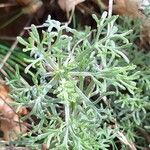 Artemisia alba Likasa