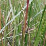 Anacamptis palustris Hoja