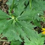 Trollius chinensis ഇല