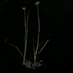 Juncus leucanthus