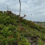 Luzula lutea Flower