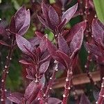 Alternanthera brasiliana Blatt