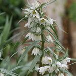 Fritillaria bucharica Flor