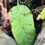 Rumex hydrolapathum Blatt