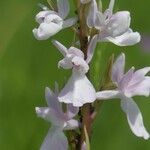 Anacamptis palustris Flor
