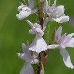 Anacamptis palustris Квітка