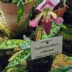Paphiopedilum callosum عادت