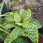 Goeppertia roseopicta Leaf