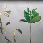 Diospyros cayennensis その他の提案