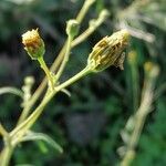 Bidens subalternans Fruit