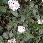 Viburnum tinus Flor