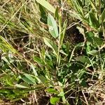 Boscia mossambicensis Hoja