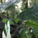 Centroplacus glaucinus Leaf