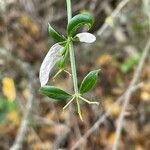 Rubia peregrina Hostoa