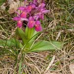 Dactylorhiza sambucina Лист