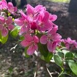 Malus × floribunda Õis