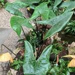 Alocasia zebrina Habit