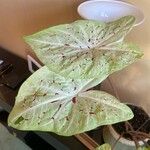 Caladium bicolor Leaf