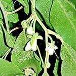 Capparis quiniflora Flor