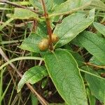 Fadogia triphylla Fruto