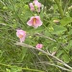 Kosteletzkya pentacarpos Fula