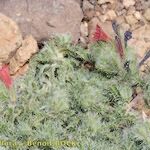 Echium horridum Habit