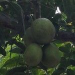 Spondias dulcis ফল