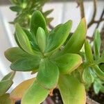 Sedum praealtum List