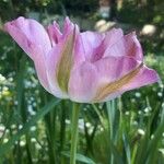 Tulipa lortetii Cvet
