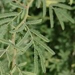 Prosopis farcta Fuelha