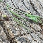 Vicia paucifolia Hábito