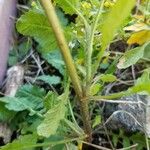 Rorippa palustris Kabuk