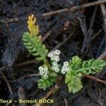 Caropsis verticillatoinundata Altul/Alta