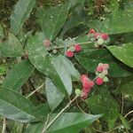 Trophis racemosa Feuille