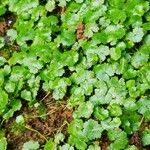Hydrocotyle sibthorpioidesLapas