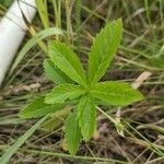 Potentilla simplex Leaf